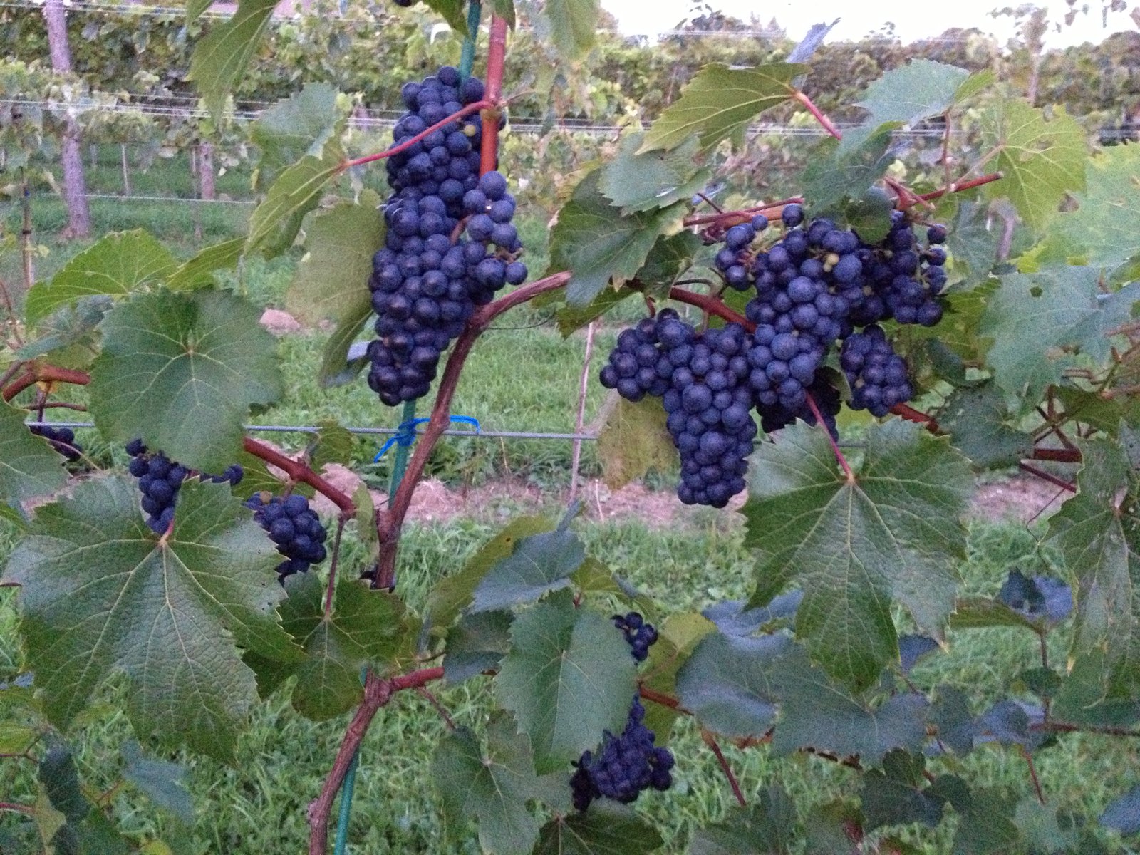 Buy grapes in Vermont vineyard harvest, Vermont wine grapes Grand Isle, Cold climate grapes Vermont vineyard